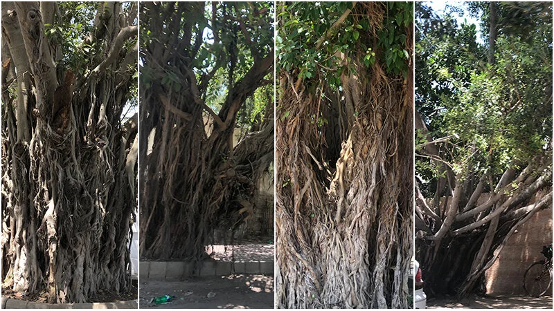 Can they be declared our natural heritage? The Banyan trees of Old Clifton, past and possible future - Article by Marvi Mazhar & Associates https://www.samaa.tv/environment/2019/10/the-banyan-trees-of-old-clifton-past-and-possible-future/