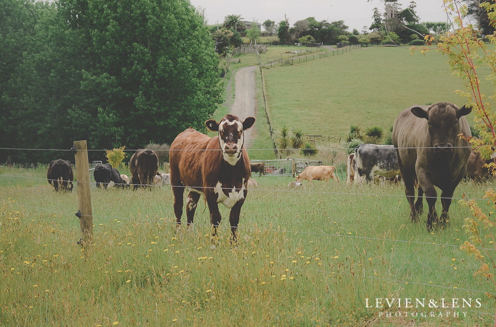 outdoor romantic engagement photo shoot {Waikato-Bay of Plenty couples-wedding photographer}