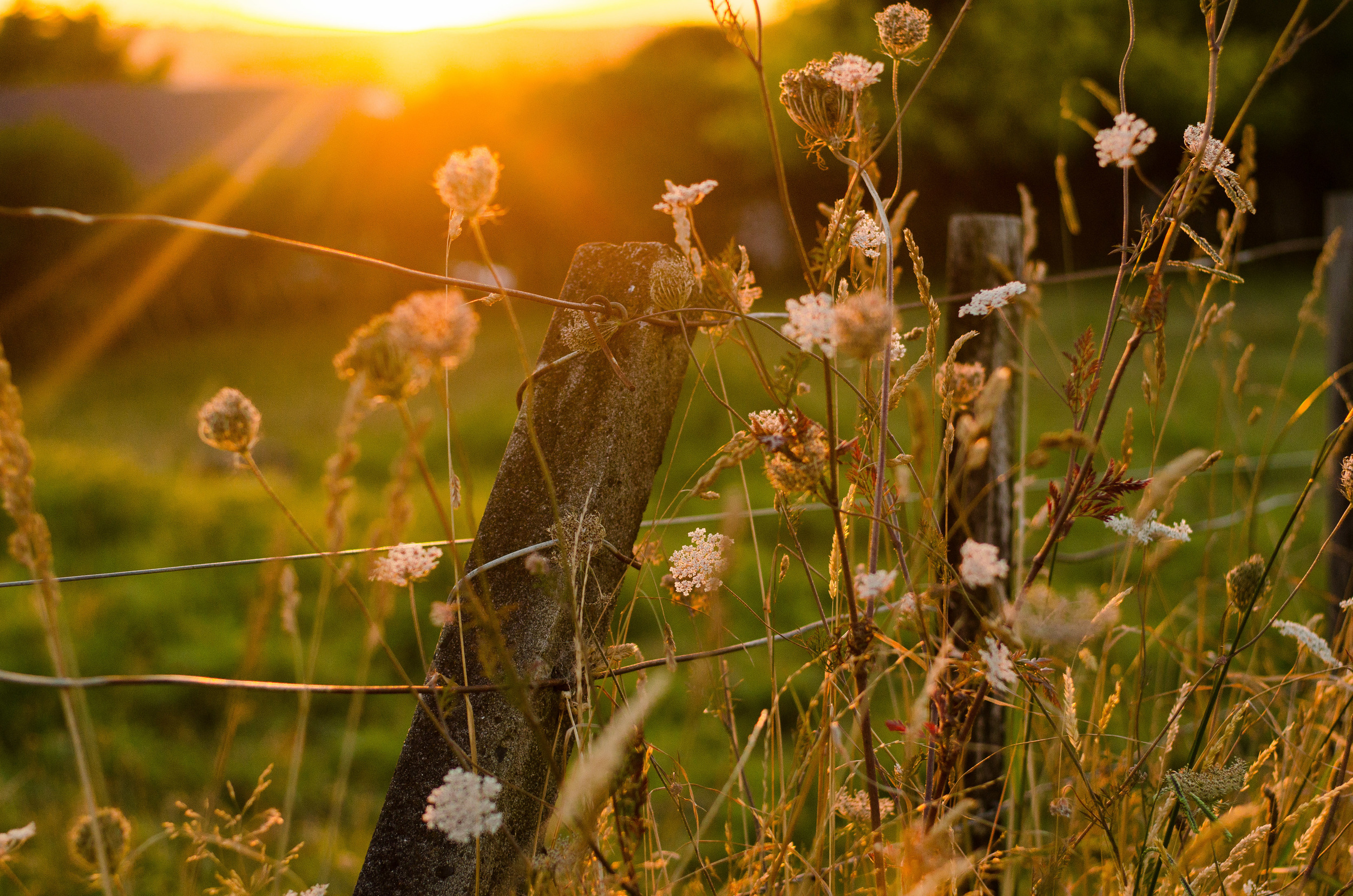 sunset field 365 Project 2015 {Auckland-Hamilton lifestyle photographer}