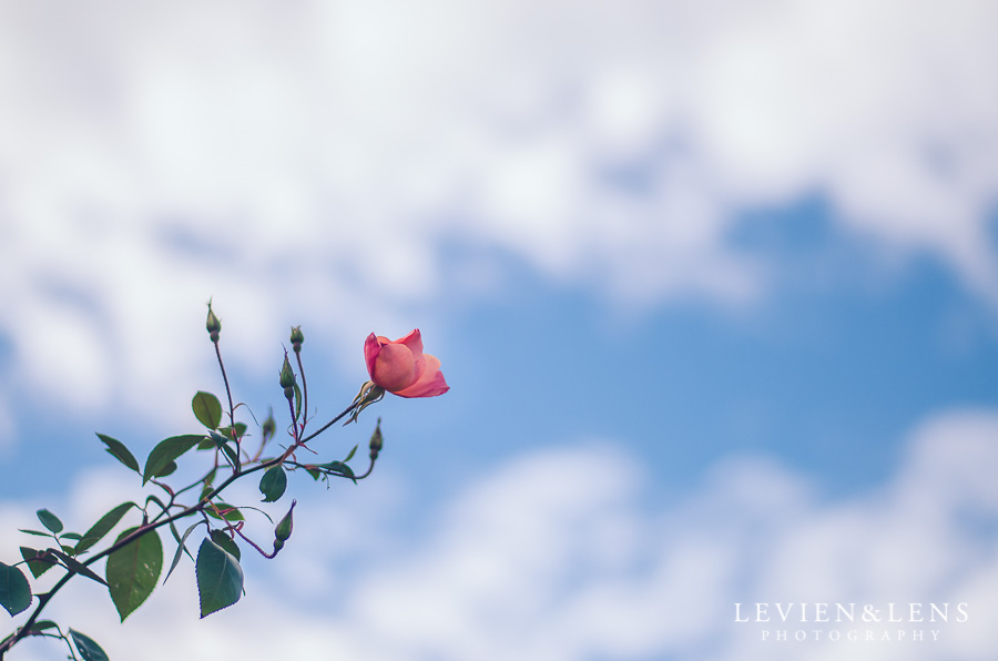 rose sky 365 Project 2015 {Auckland-Hamilton lifestyle photographer}