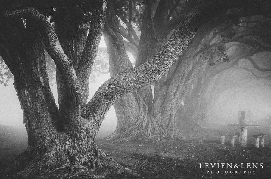 fog forest 365 Project 2015 {Auckland-Hamilton lifestyle photographer}