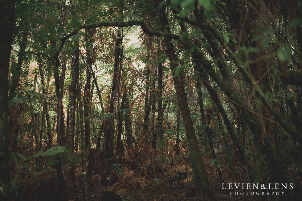 Pirongia bush walk - personal moments {Waikato lifestyle wedding photographer}