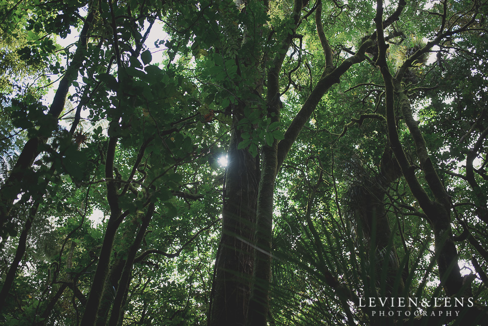 Pirongia bush walk - personal moments {Waikato lifestyle wedding photographer}