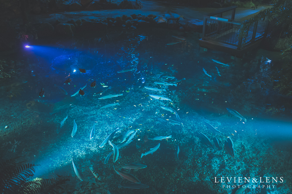 pool night time Rainbow Spring Family fun {Rotorua wedding-engagement photographer}