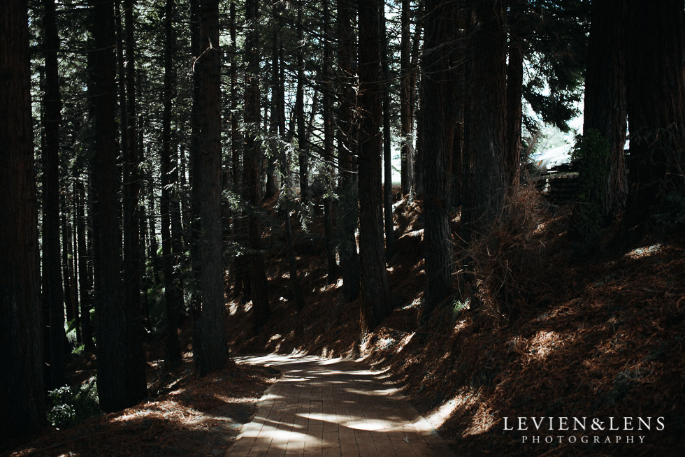 forest - dappled light - August {Hamilton-Taupo lifestyle wedding photographer}