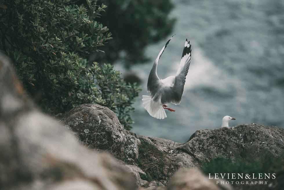 bird and ocean - One little day in Tauranga - personal everyday moments {Hamilton NZ wedding photographer} 365 Project