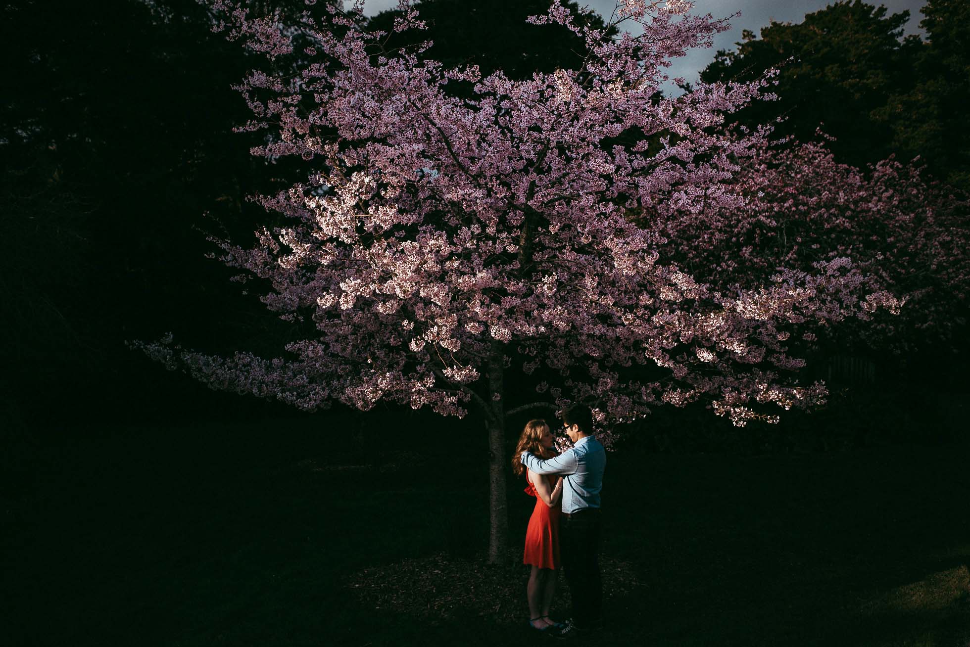 Auckland Botanic Gardens Engagement Session - Spring Cherry Blossom {Waikato wedding photographer}