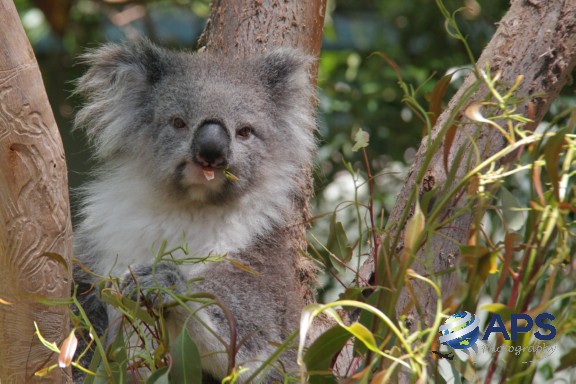 WL028 - Eating eucalyptus