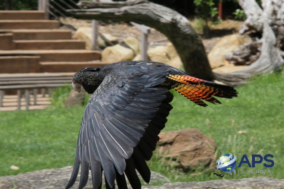 WL031 - Red-tailed black cockatoo 2
