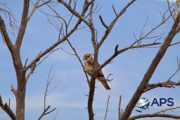 WL040 - Brown Falcon