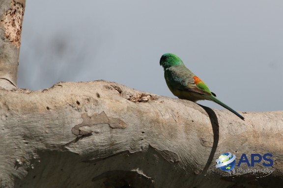 WL045 - Green Parrot