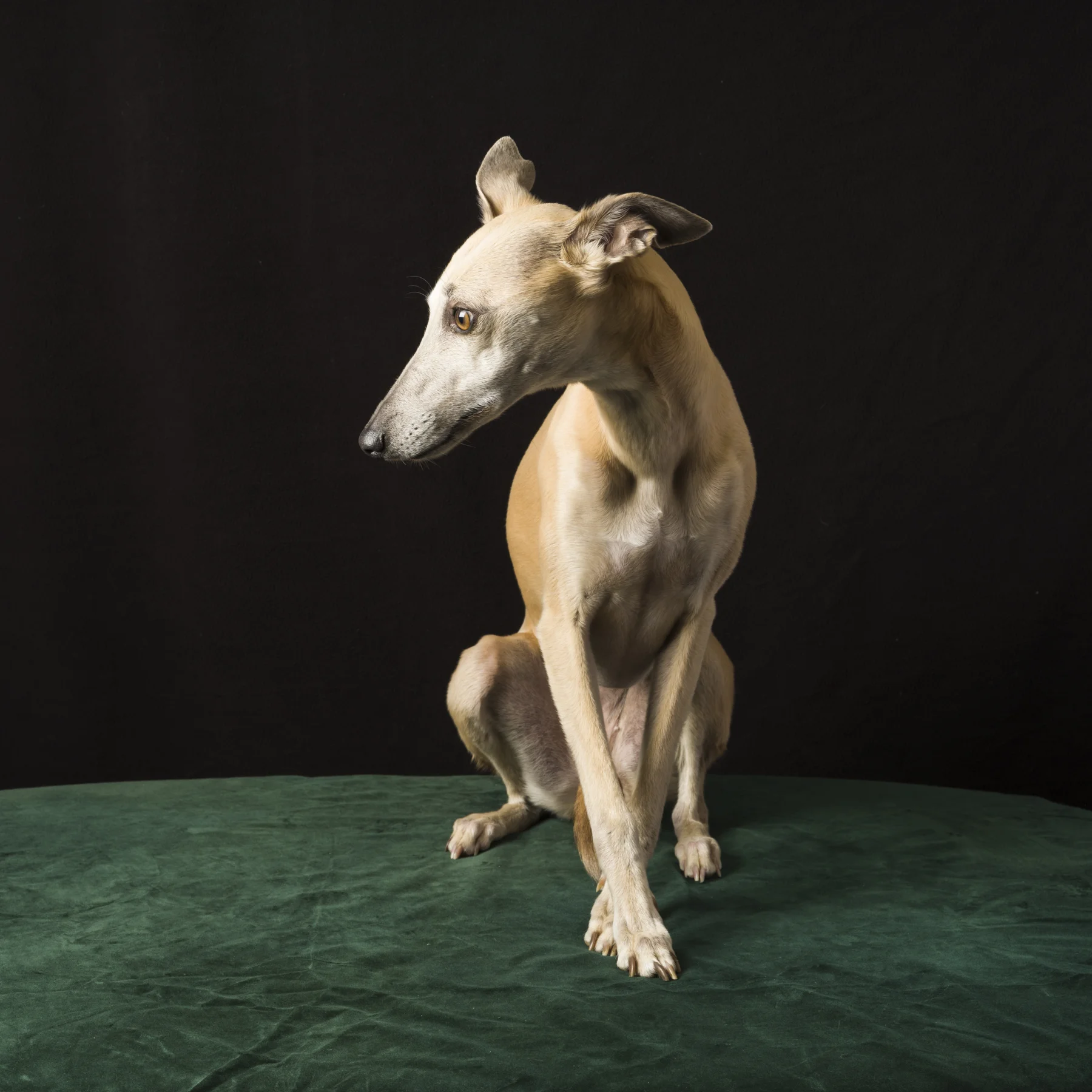180517-dogs-006.jpg