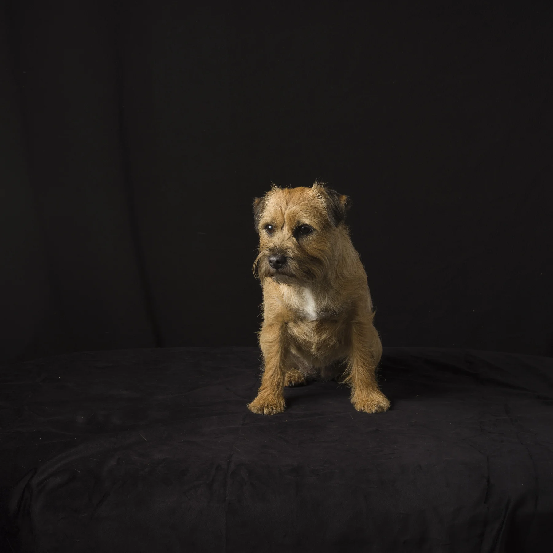 180517-dogs-069.jpg