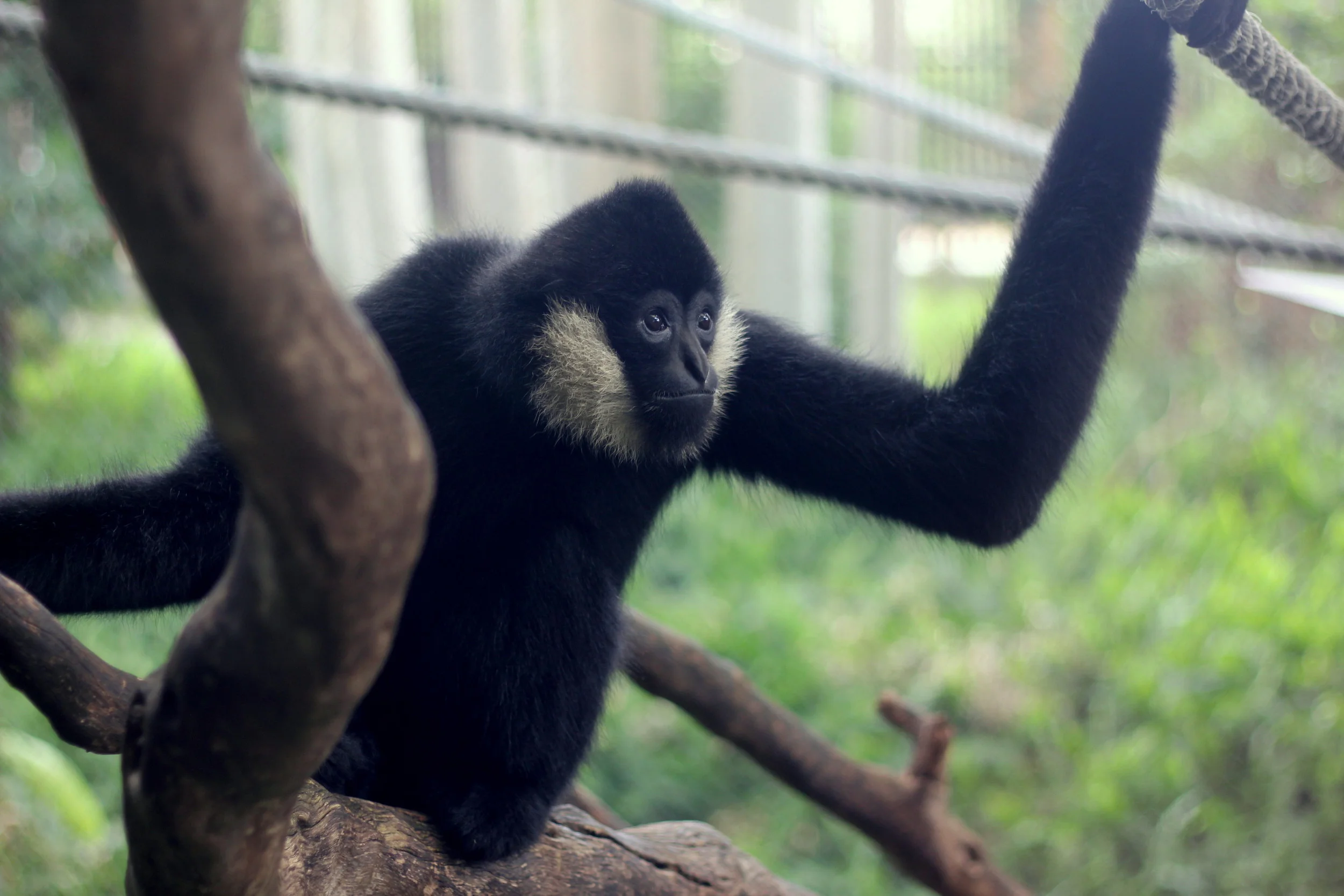 Wild Side at Perth Zoo