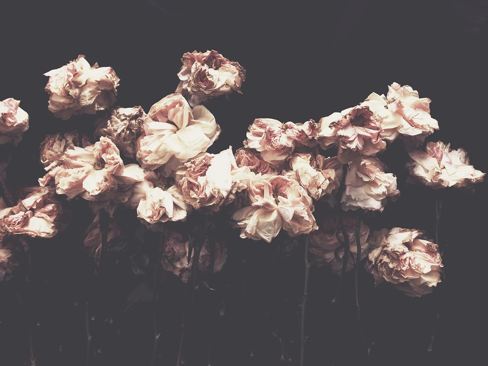 Floral photographer Ashley Woodson Bailey