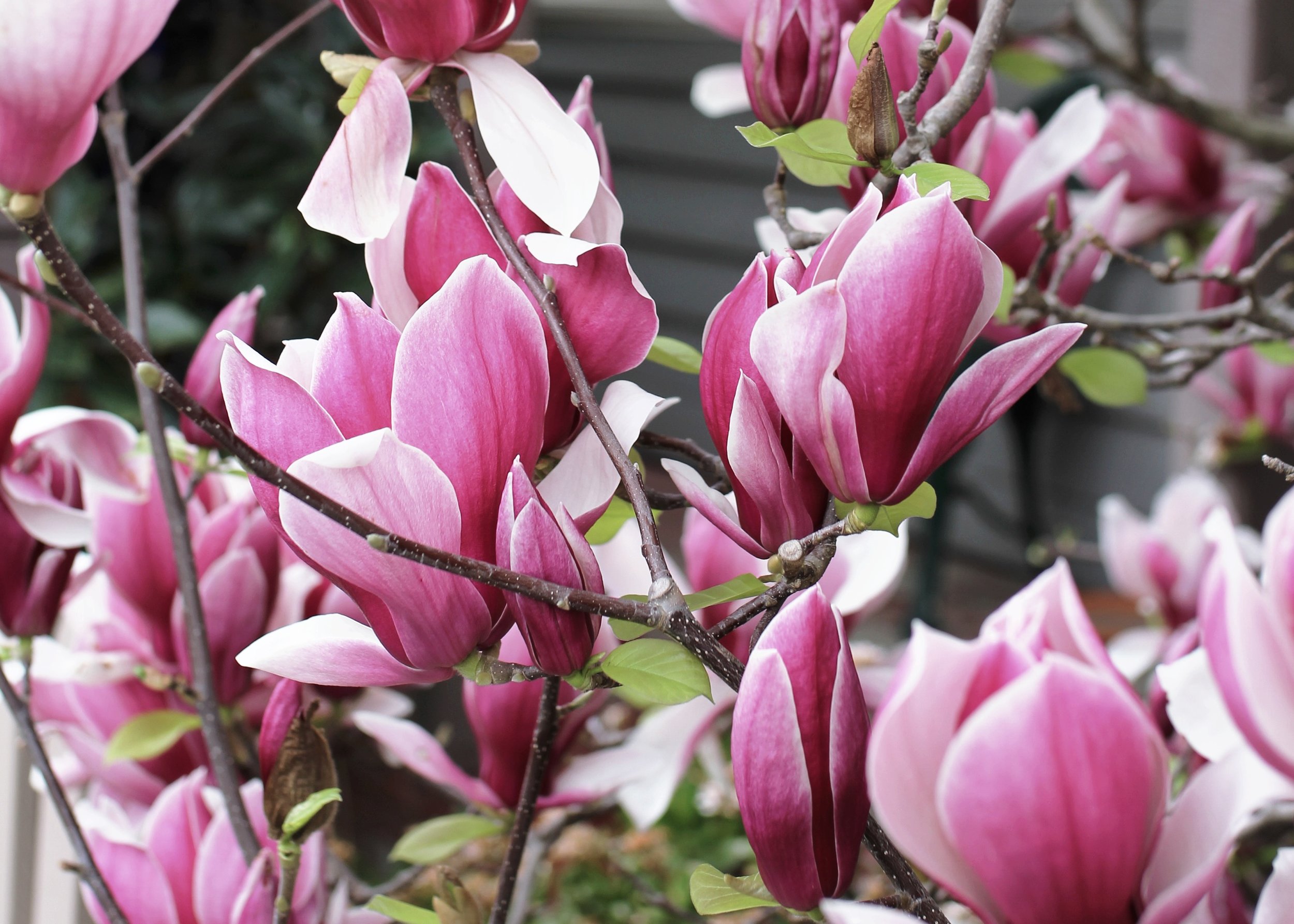 Spring Magnolias