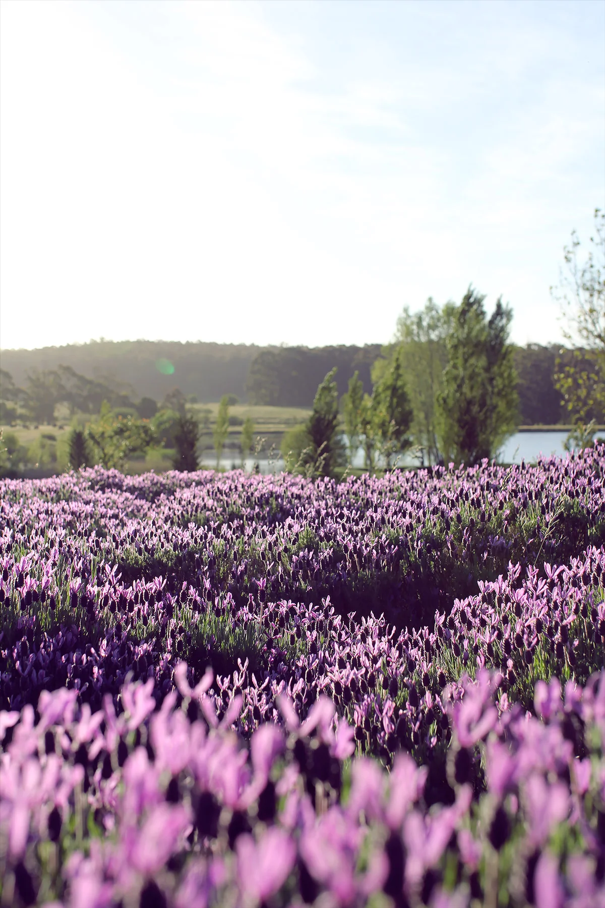 Quick Guide to Hepburn Springs/Daylesford