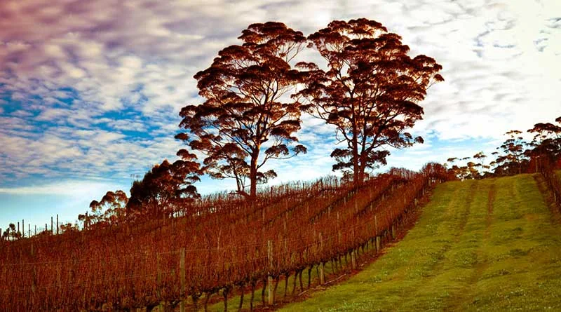 Rockcliffe Winery Giveaway