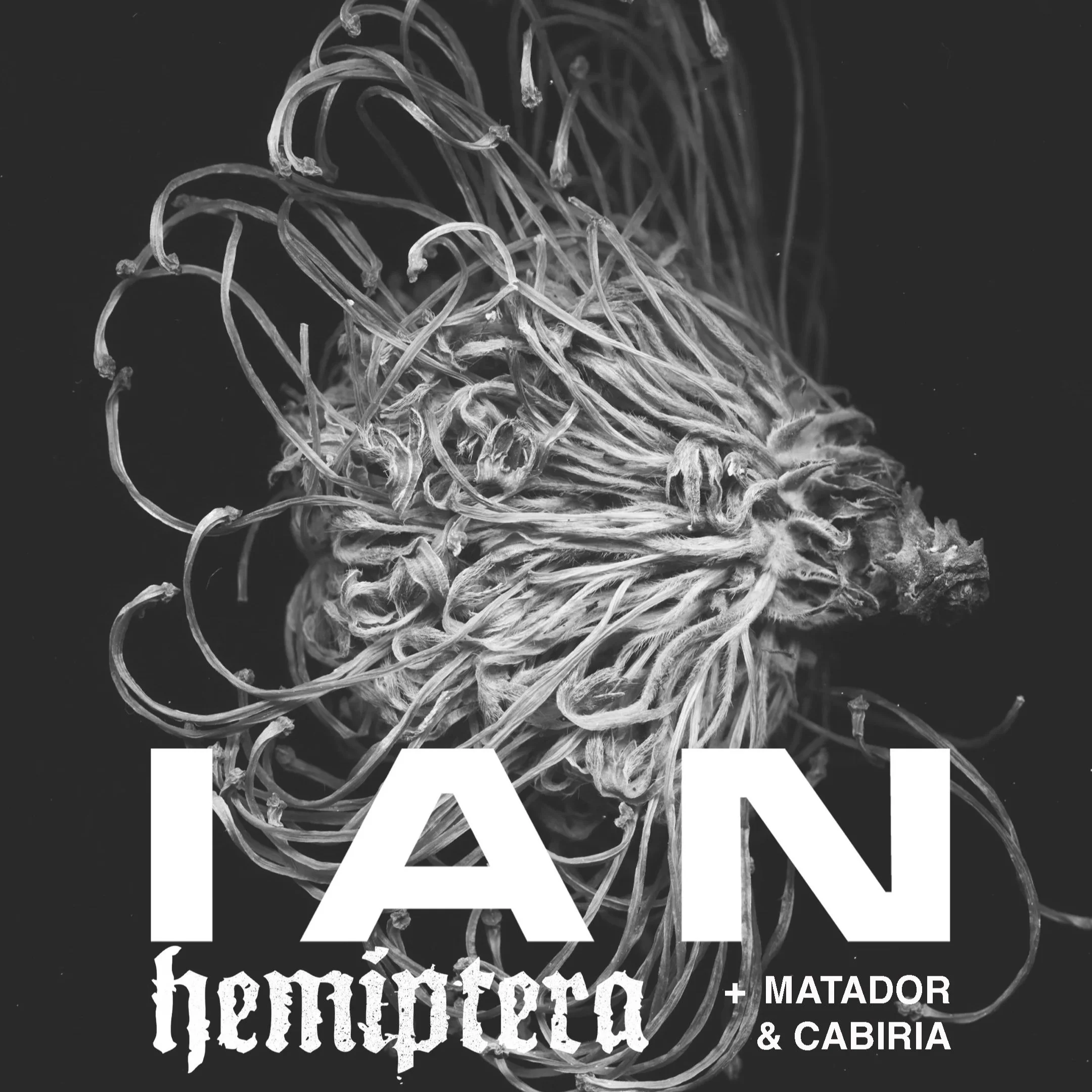 IAN / HEMIPTERA / MATADOR / CABIRIA [FREE ENTRY]