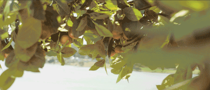 7.gif