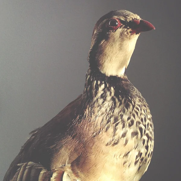 danielzachrissonbird.jpg