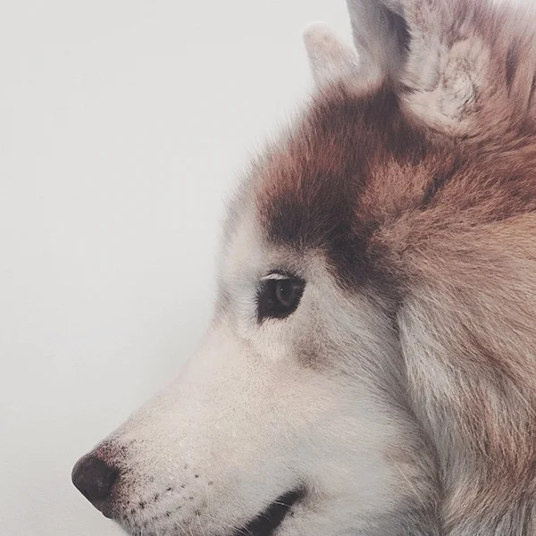 danielzachrissonhusky1.jpg