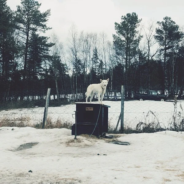 danielzachrissonhusky2.jpg