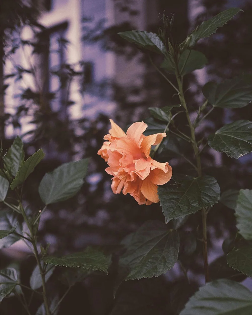 daniel_zachrisson_photography_502.jpg