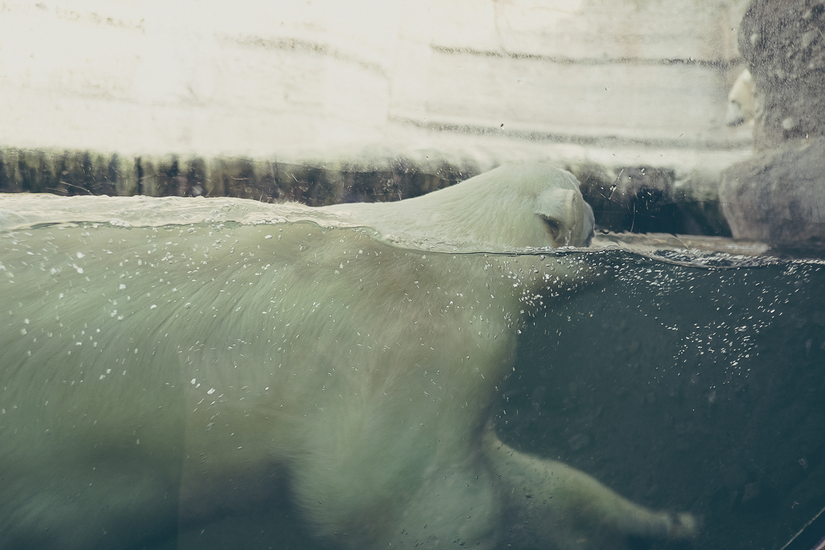 daniel_zachrisson_photography_509.jpg