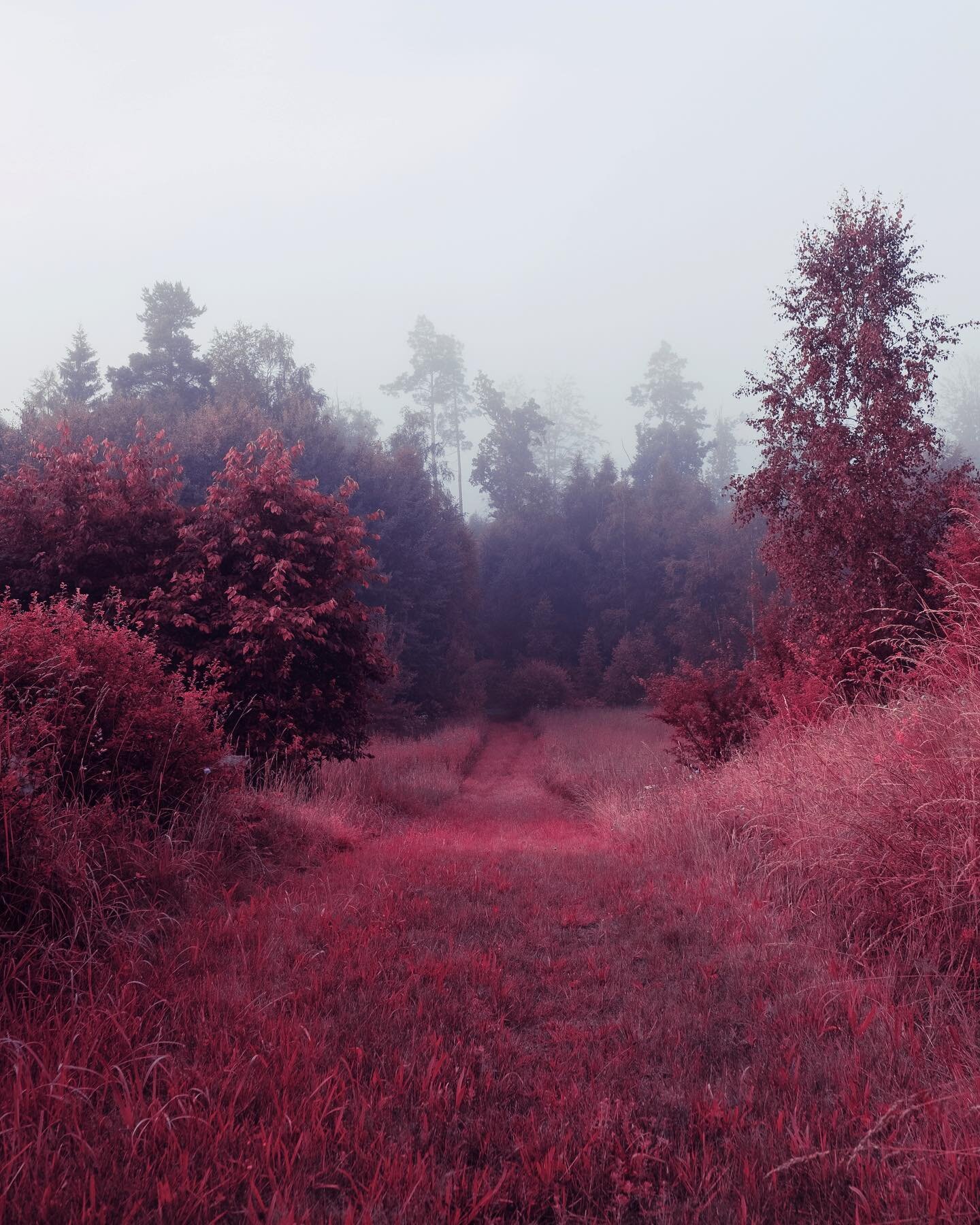 another morning / trying out the simulated infrared film from vsco, feeling like richard mosse for a sec
