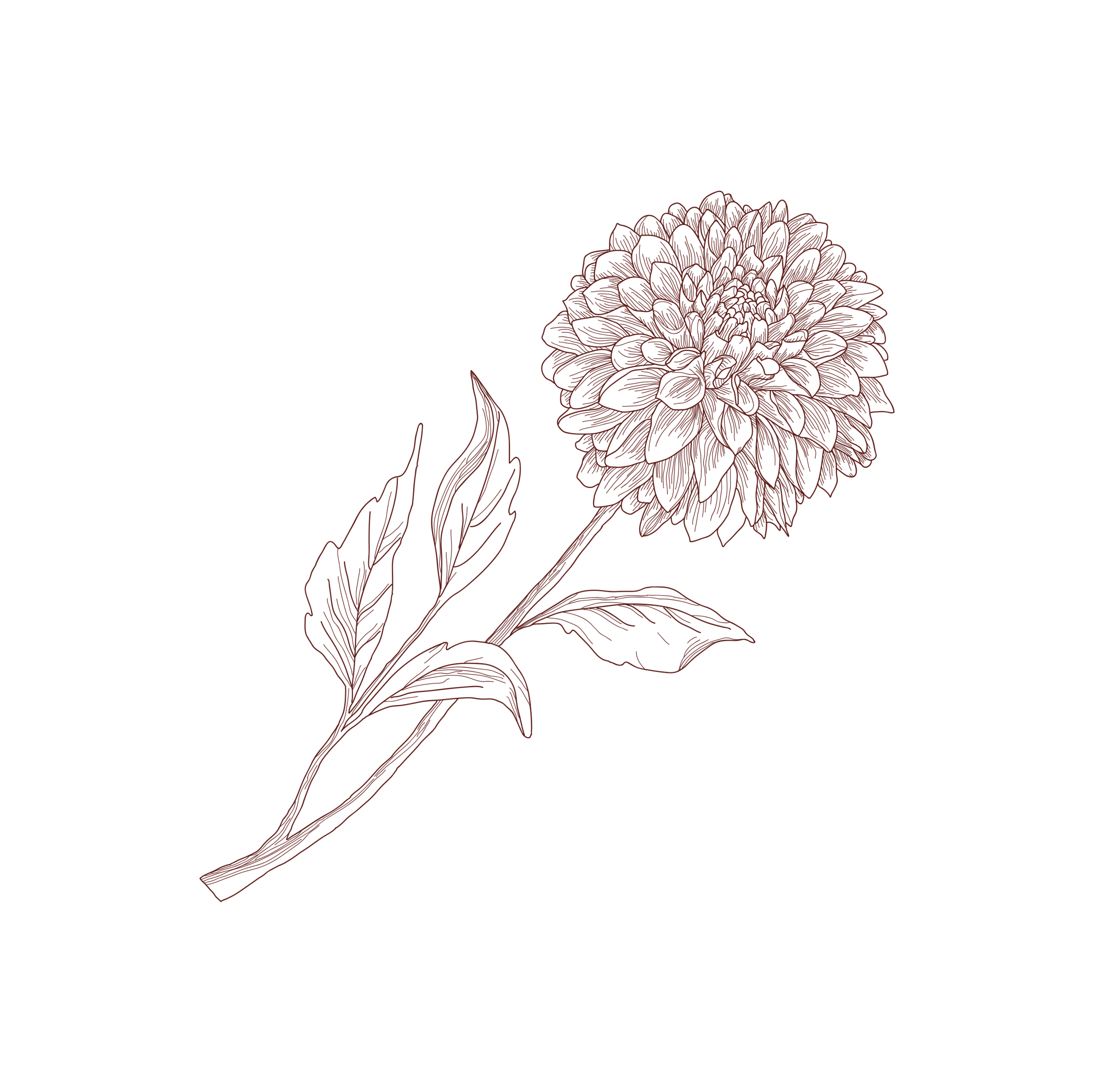 dahlia_everyday polish2.png