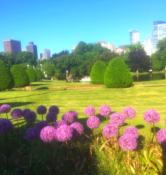 purple sensation, public garden
