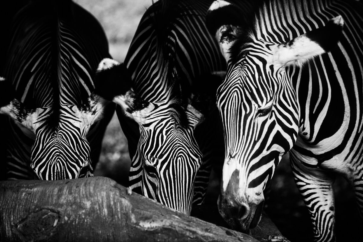 Black & White Zebras.jpg