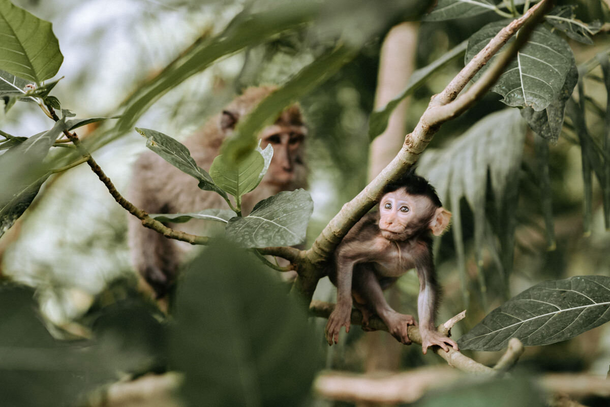 Curious Macaque.jpg