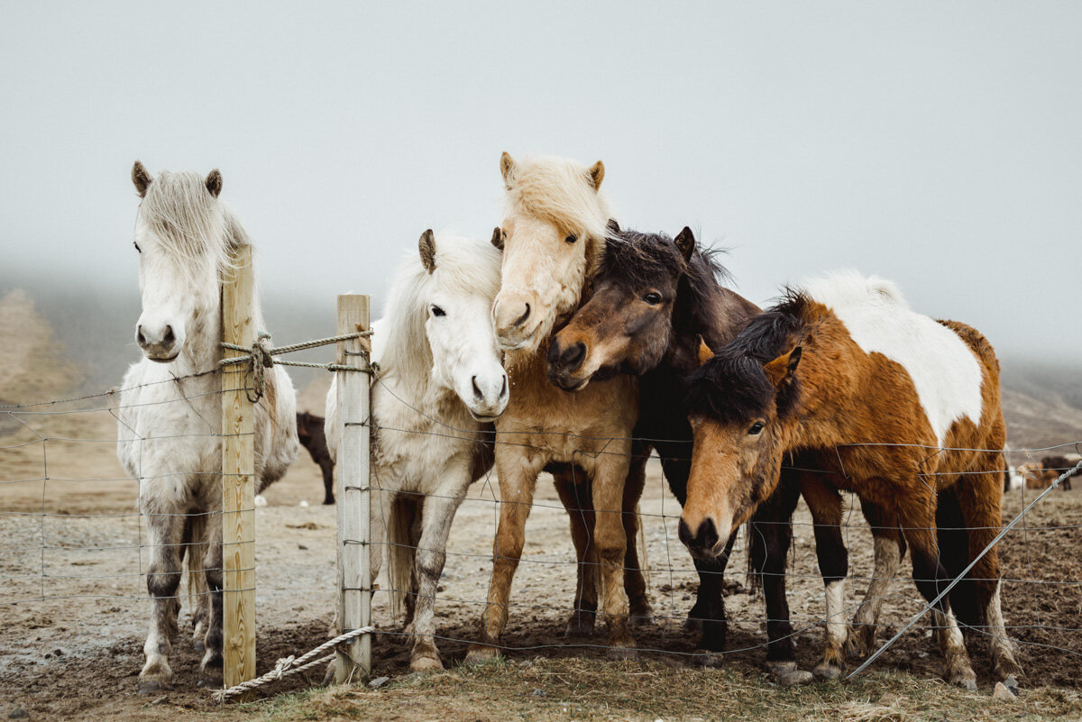 Icelandic Horses.jpg