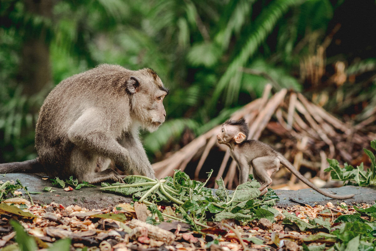 Macaque Monkeys.jpg