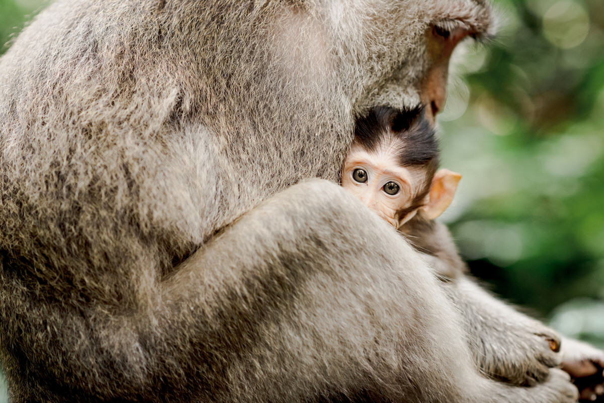 Macaque Motherhood.jpg