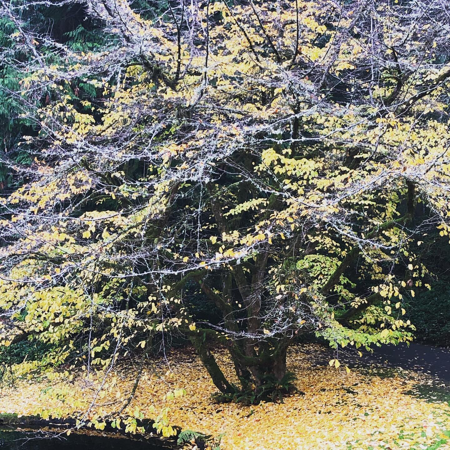 Golden piles @bloedelreserve this fall. @beduhna you would love to make art here!
#birchleaves