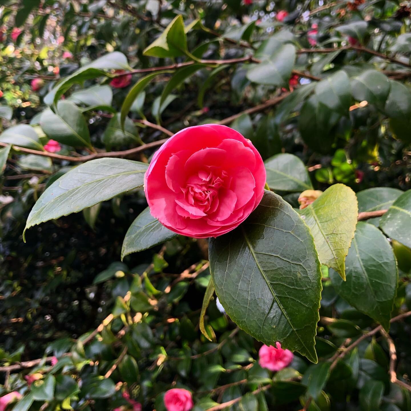 Definitely Camellia season @bloedelreserve