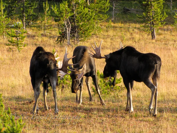 Three Bull Moose Sparring