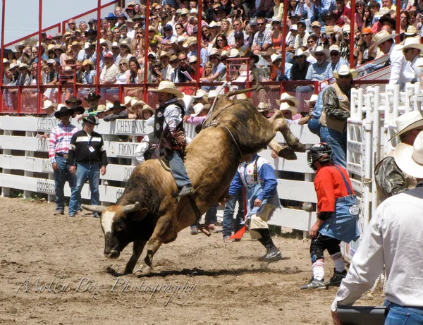 CFD Rodeo