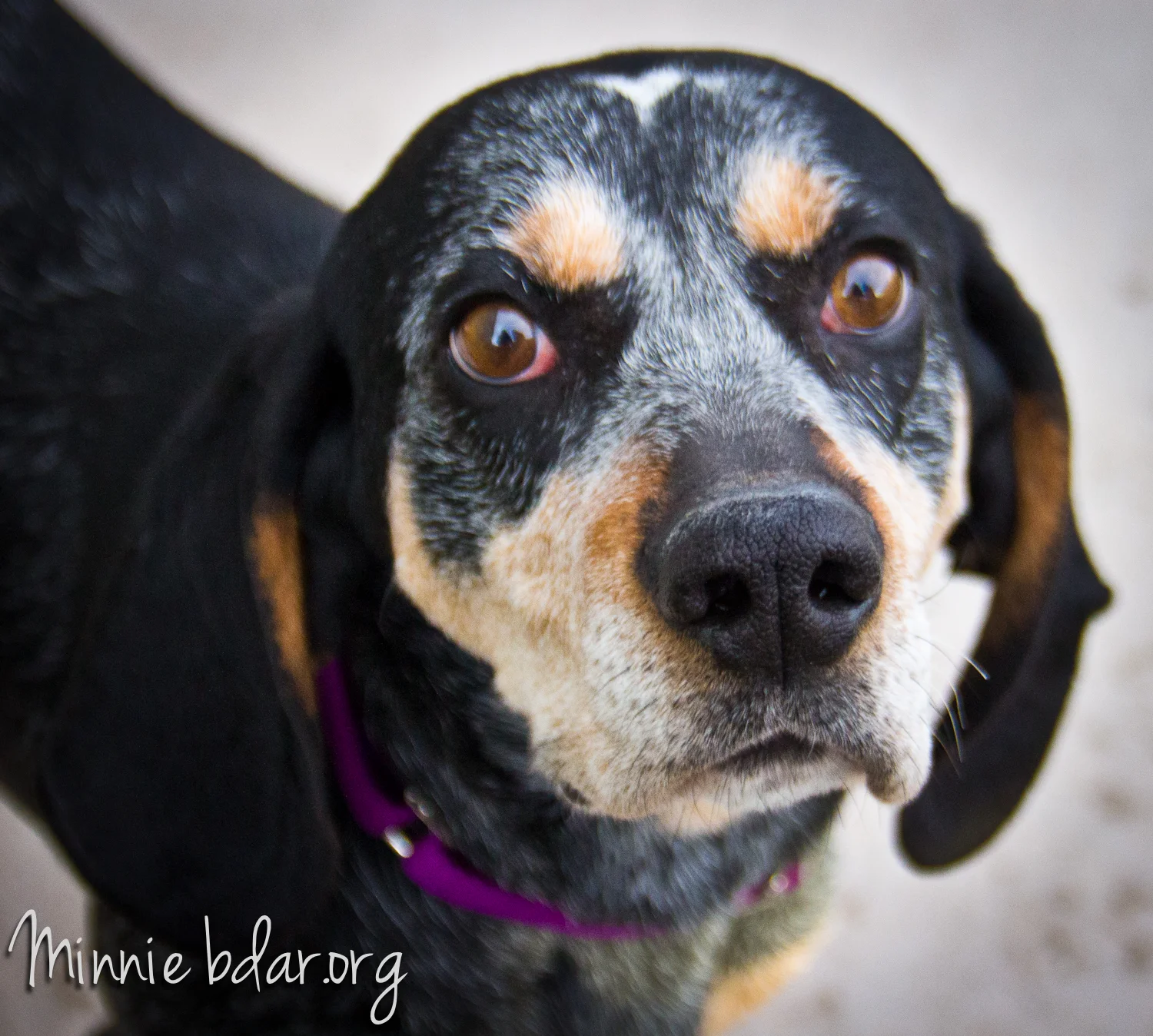 minnie_face.jpg