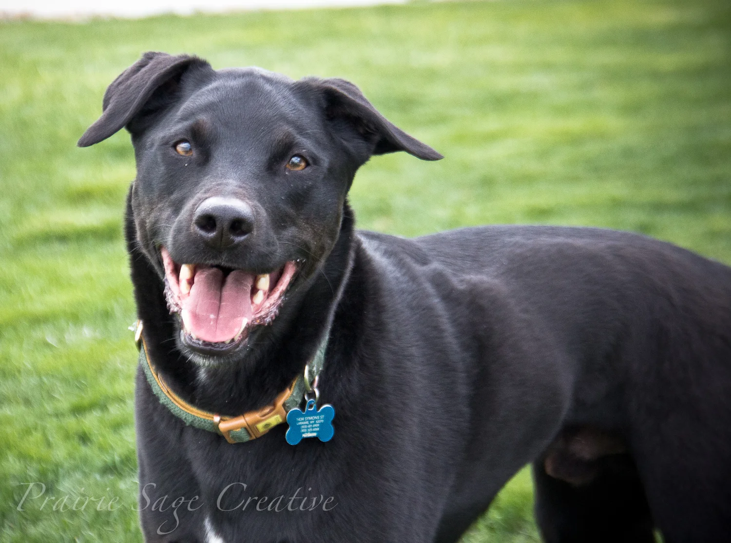 Greendogs-5.jpg