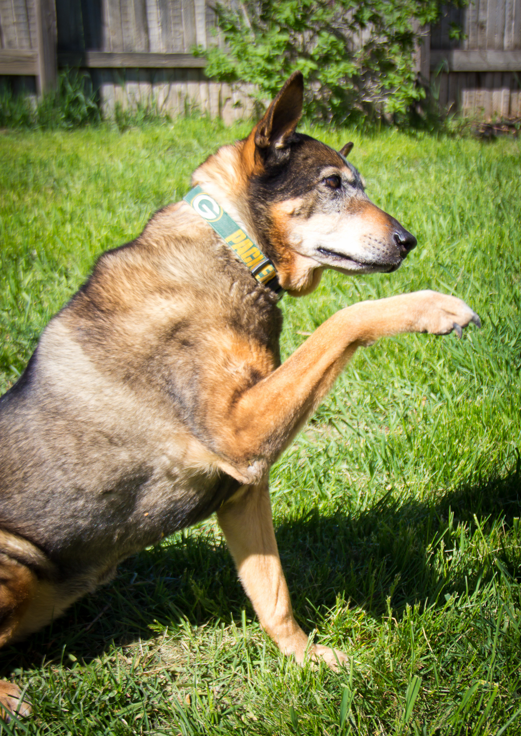 RubyDogs-11.jpg