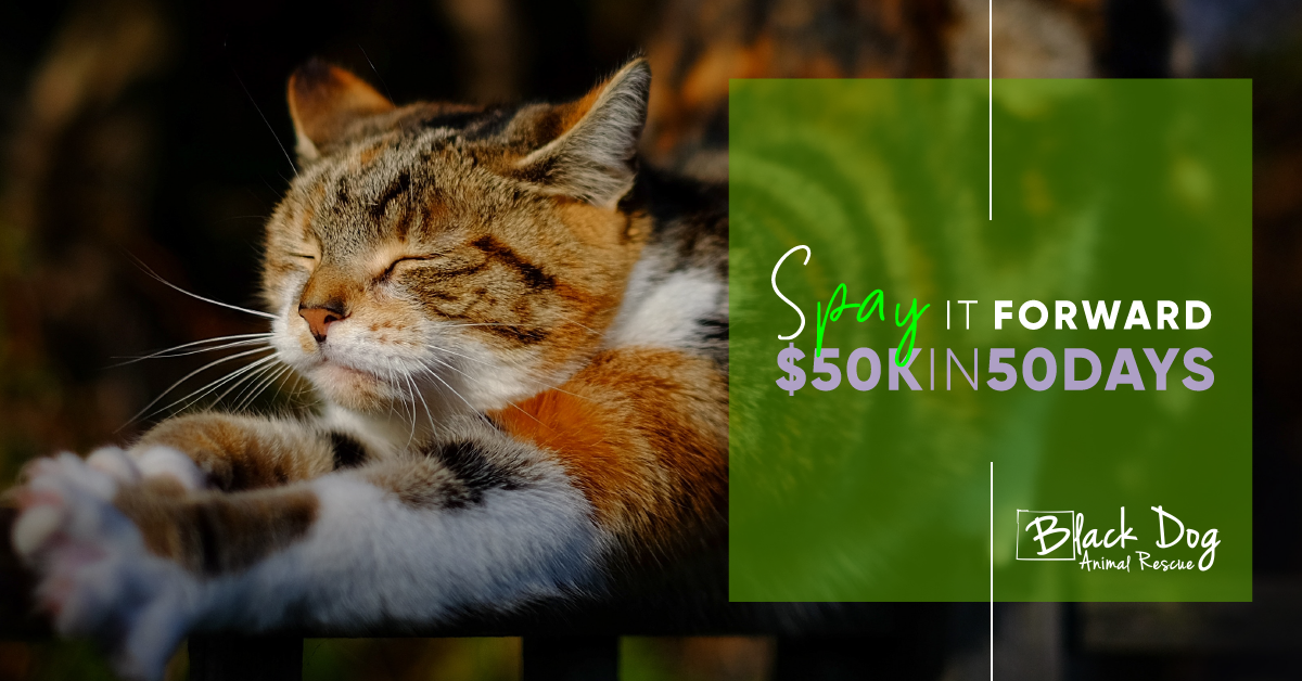 Facebook Cover