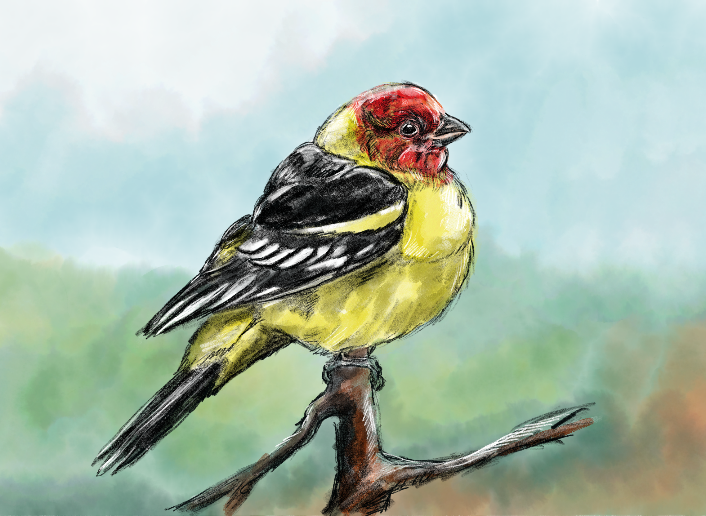 Western Tanager Illustration (Copy)