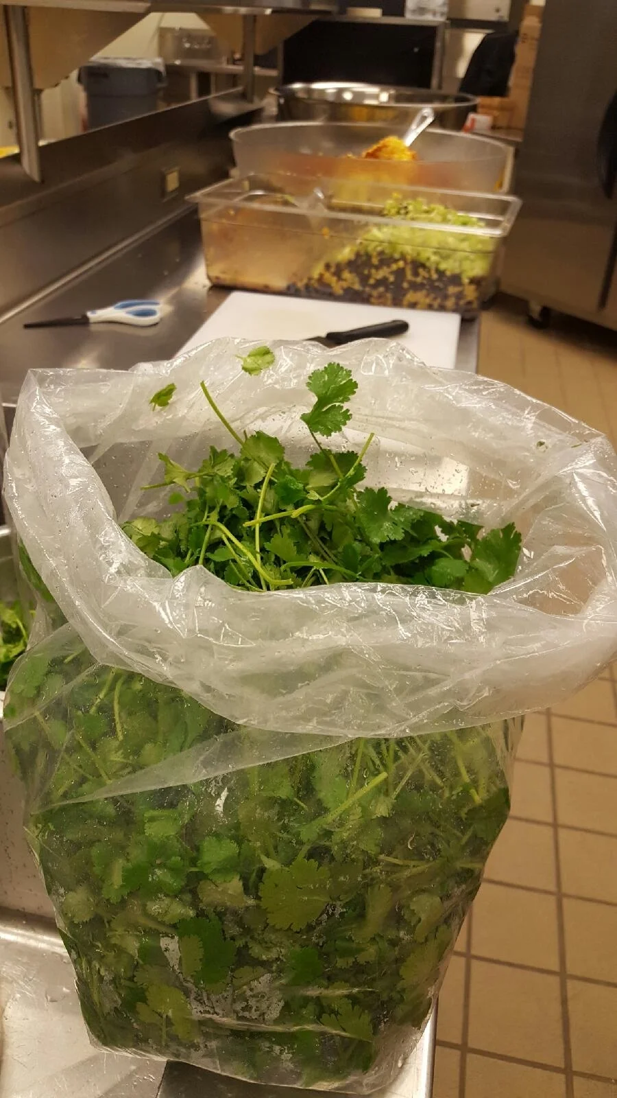 cilantro.jpg