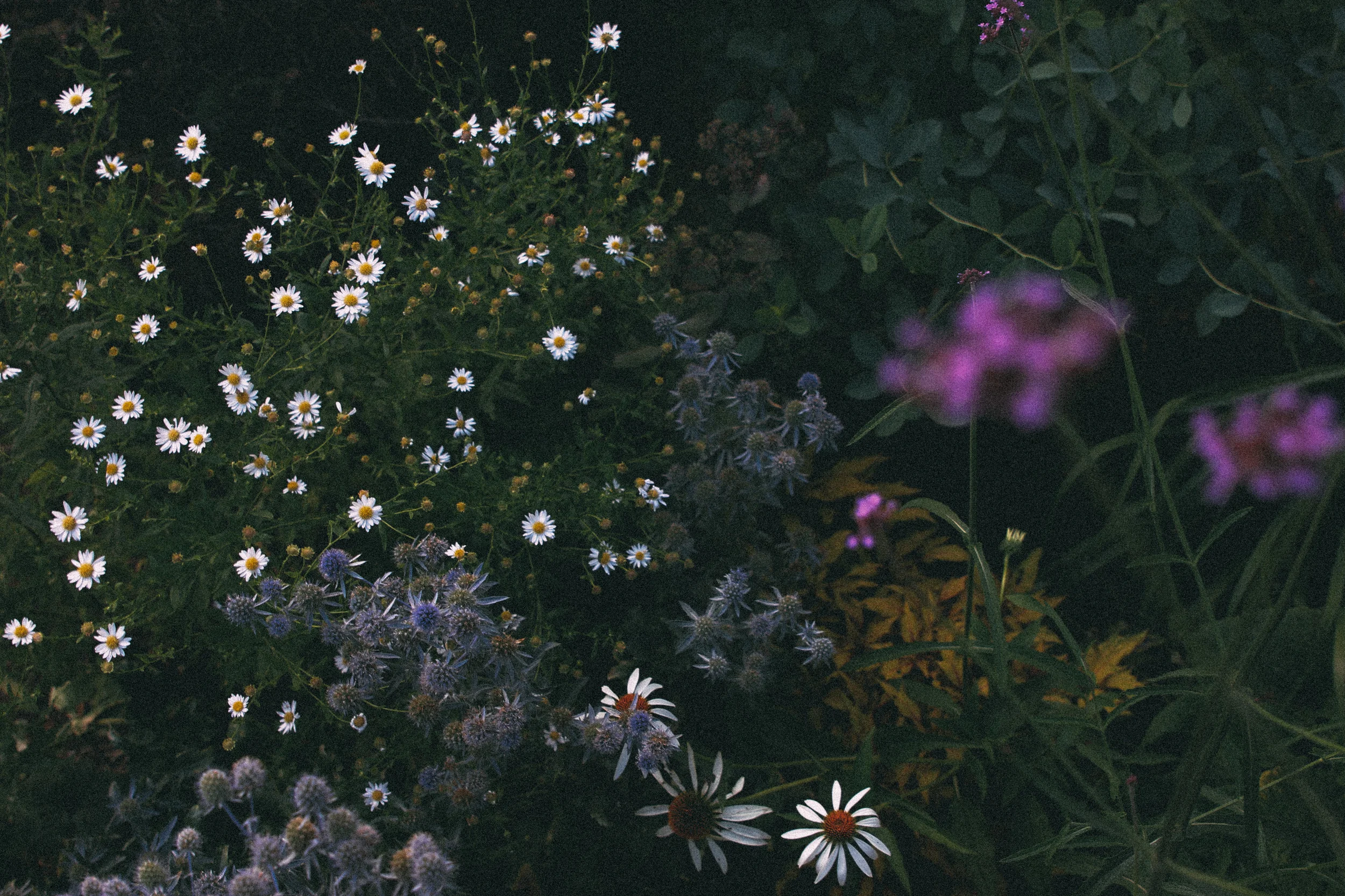 LITTLE WHITE FLOWERS