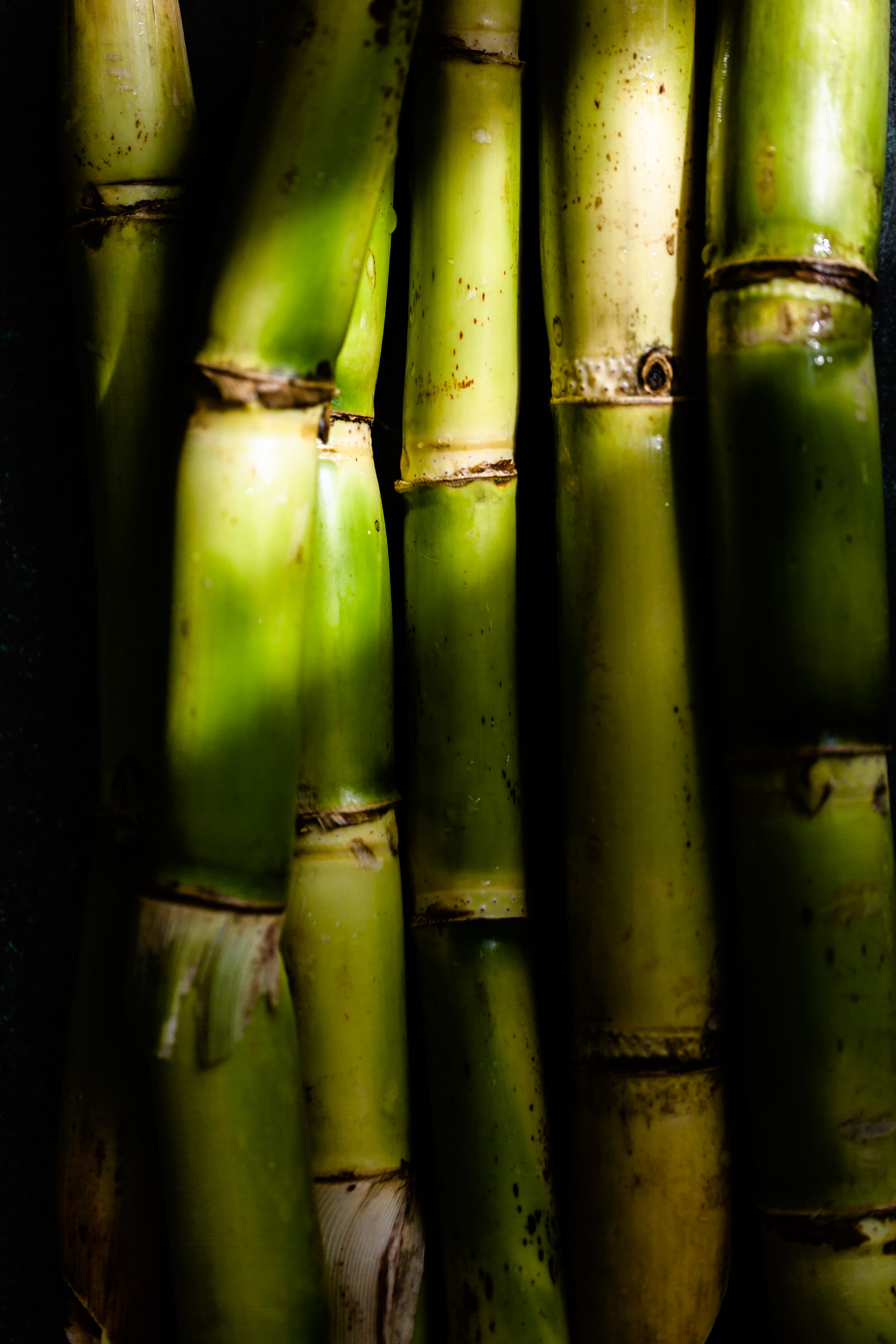 sugar cane-2499.jpg