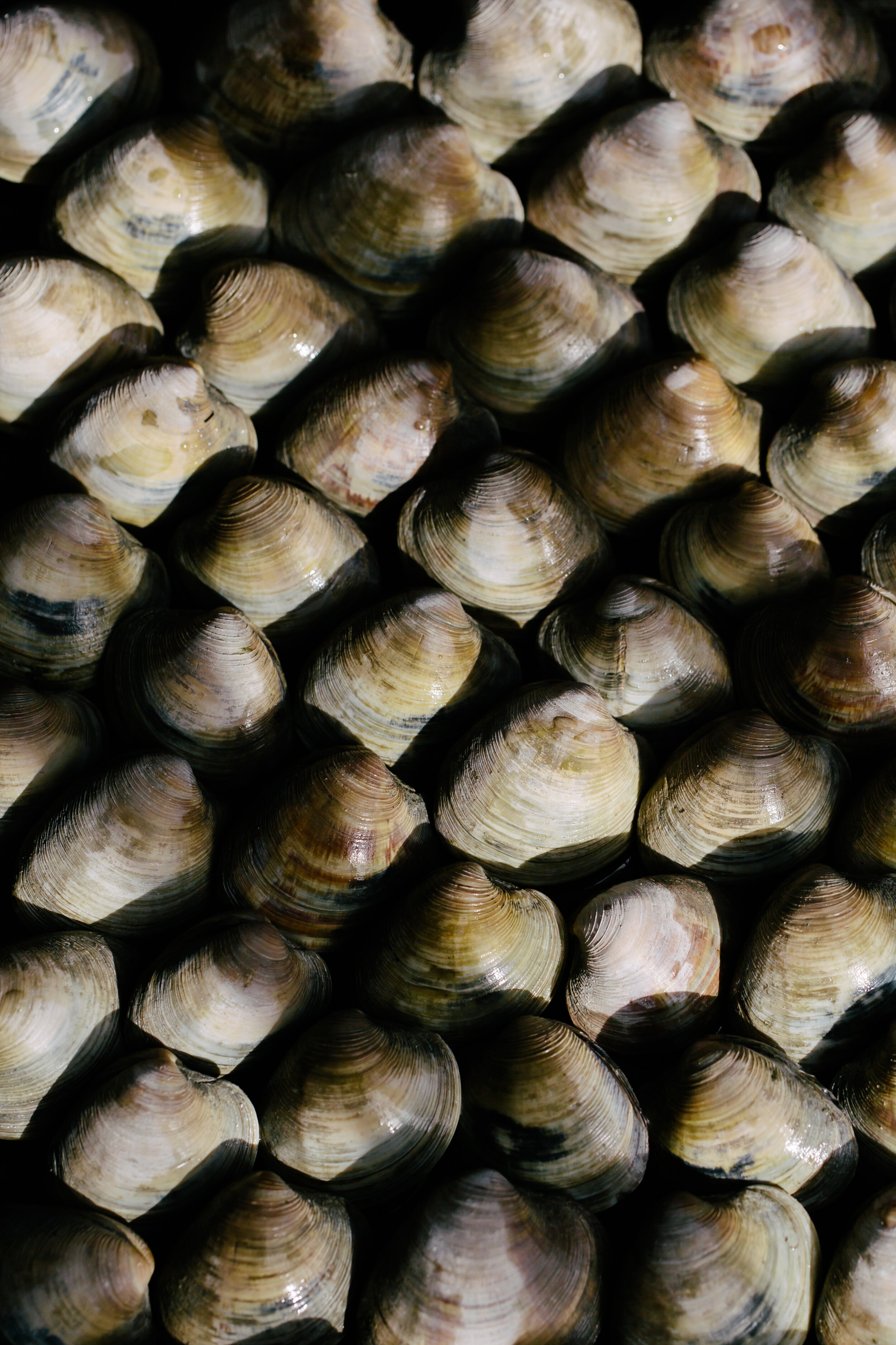 clams-4721.jpg